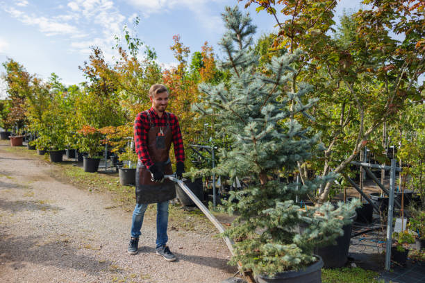 Best Residential Tree Removal  in Cincinnati, OH